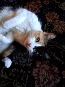 Meet your Posher, Amber